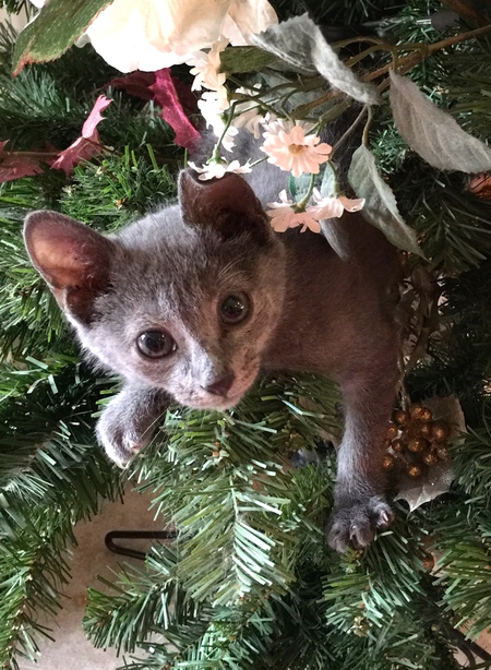 Little Bear