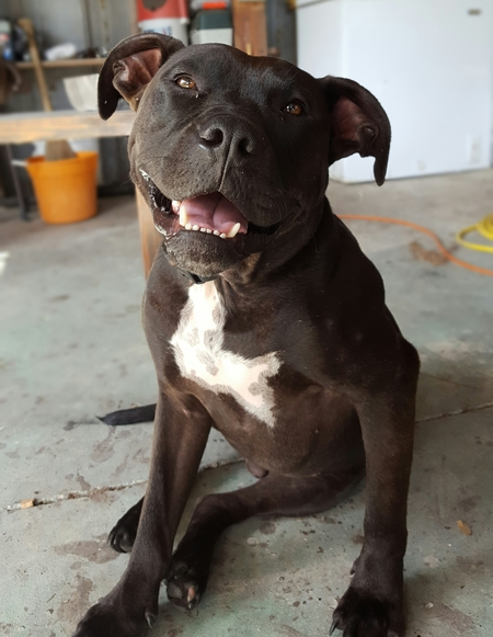Hank