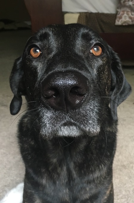 Brewster