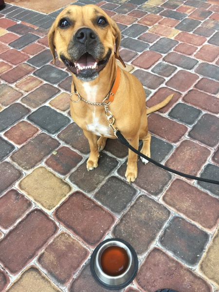 Piper