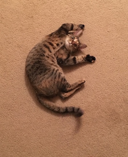 Lola Lee