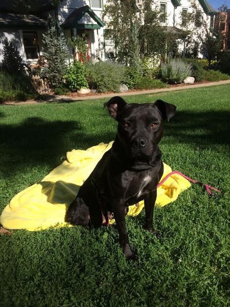 Gracie 