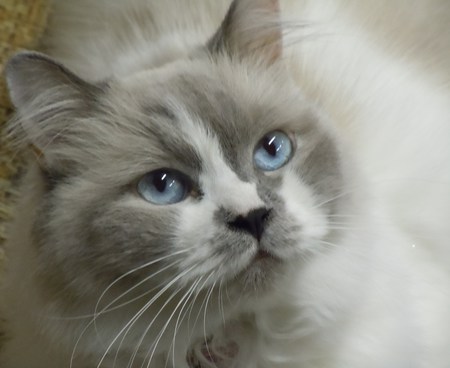 Foo-Foo Kitty