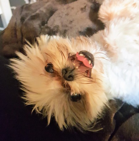 Gizmo