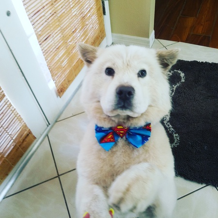 Sir Kokomo