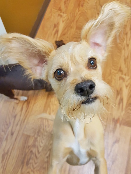 Rufus