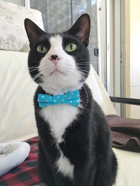 Sylvester