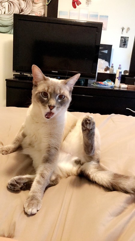 Zeus