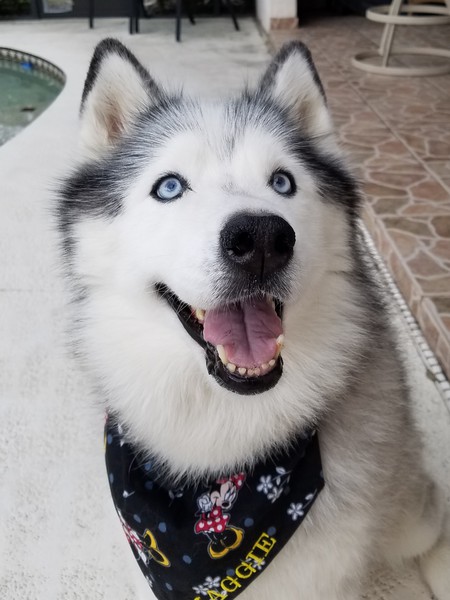 Maggie the Husky