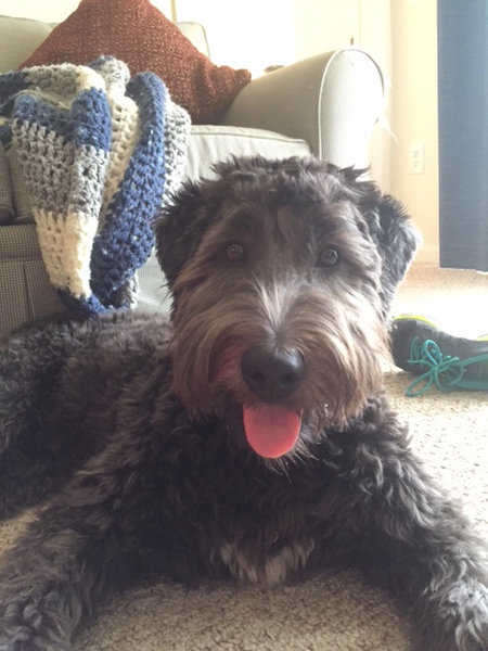 Lily SnickerDoodle
