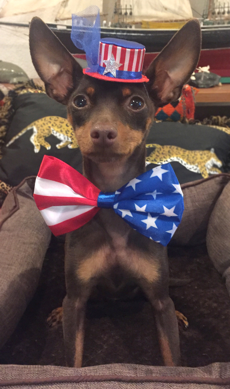 Mr. T Rex, the dog formally known as Prince