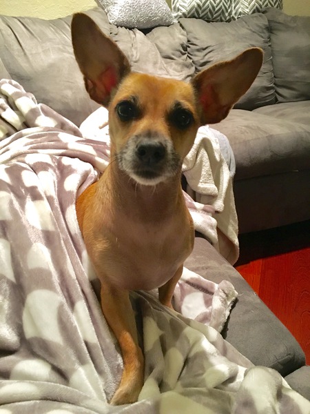 Dixie 