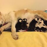 Entry image for Kalliope