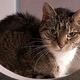 Entry image for Goober