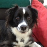 Entry image for Buster