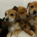 Entry image for Puppies