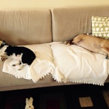 Entry image for Rupert and Barney