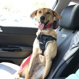 Entry image for Keanu