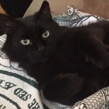 Entry image for Piston