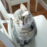 Entry image for COOKIE