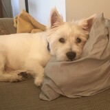 Entry image for Tobey