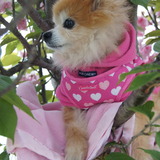 Entry image for Coco Chanel