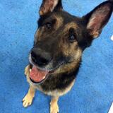 Entry image for Rexton Valor