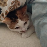 Entry image for Charlotte