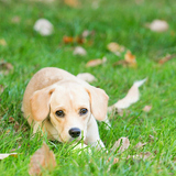 Entry image for Joey