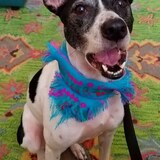 Entry image for Gypsy