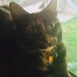 Entry image for Twilight