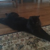 Entry image for Oliver