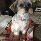 Entry image for Roxie