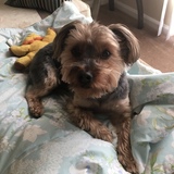 Entry image for Gizmo