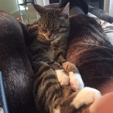 Entry image for Mozzi