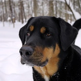 Entry image for Maxwell