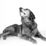 Entry image for Tucker