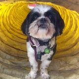 Entry image for Banjo