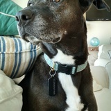 Entry image for Clementine