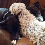 Entry image for Abbey and Charlie