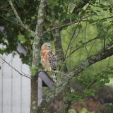 Entry image for Hawkeye