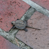 Entry image for Spike