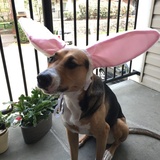 Entry image for Luna