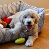 Entry image for Benjamin 