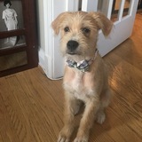 Entry image for Norman