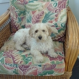 Entry image for Milo