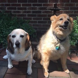 Entry image for Patches and Sammie