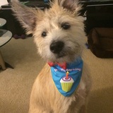 Entry image for Simba