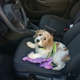 Entry image for Jetta