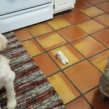 Entry image for Darwin and Topaz